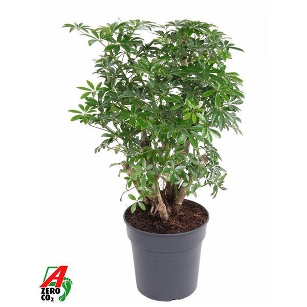 Горшечные цветы и растения оптом Schefflera Luseana от 1шт из Голландии с доставкой по России