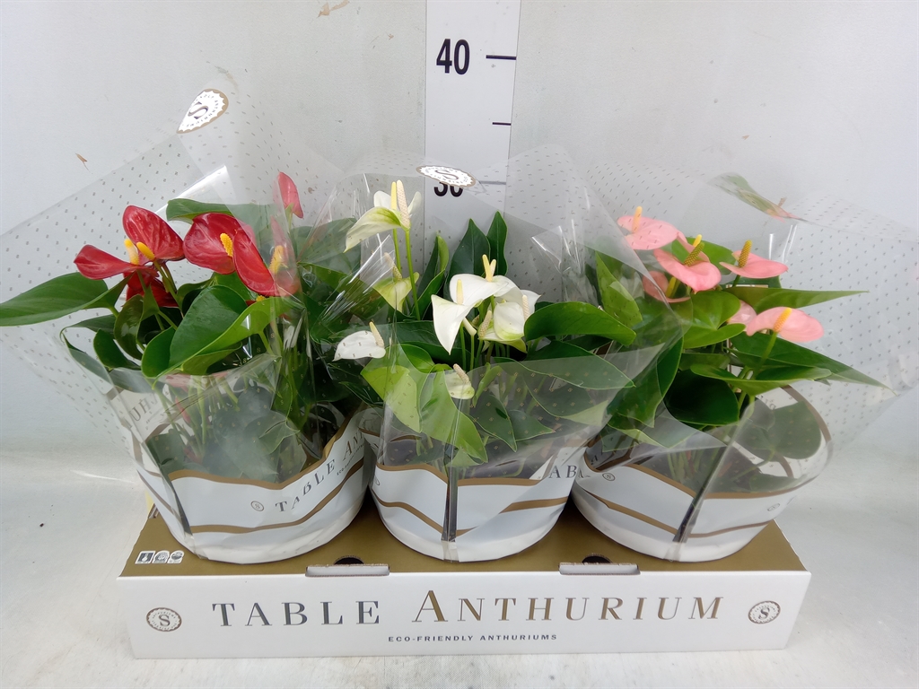 Горшечные цветы и растения оптом Anthurium Andr.   ...mix  3 от 3шт из Голландии с доставкой по России