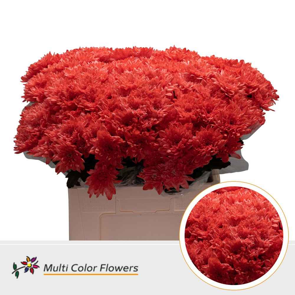 Срезанные цветы оптом Chrys sp paint baltica red от 40шт из Голландии с доставкой по России