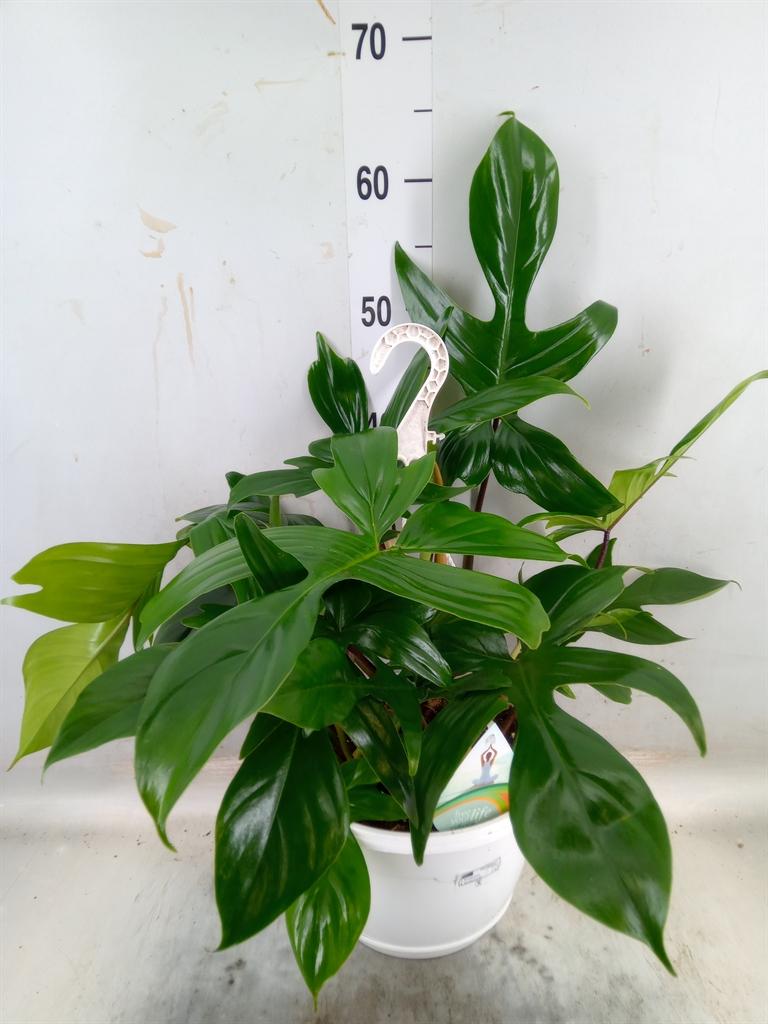 Горшечные цветы и растения оптом Philodendron   ... от 1шт из Голландии с доставкой по России