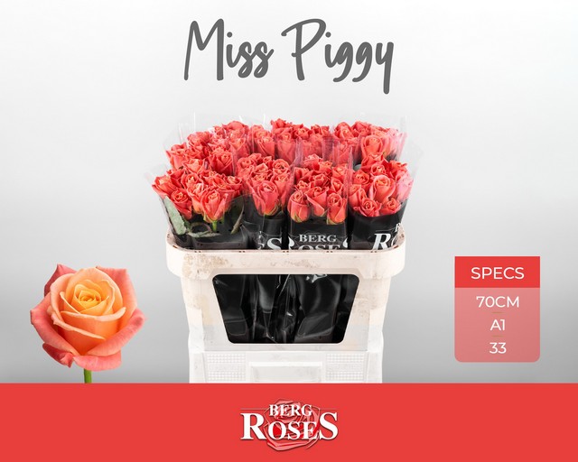 Срезанные цветы оптом Rosa large miss piggy от 80шт из Голландии с доставкой по России