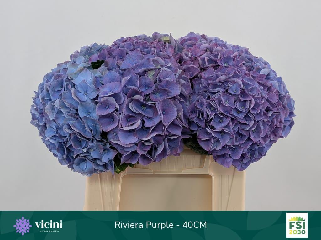 Срезанные цветы оптом Hydrangea my beautiful riviera от 10шт из Голландии с доставкой по России