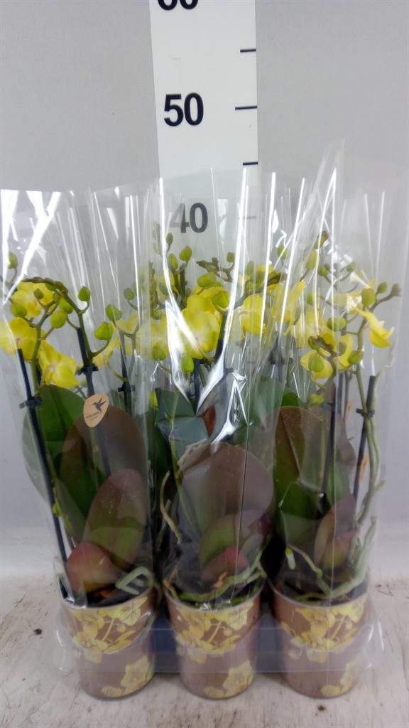 Горшечные цветы и растения оптом Phalaenopsis Multi. fc Sunnyshore от 6шт (для телеги) из Голландии с доставкой по России