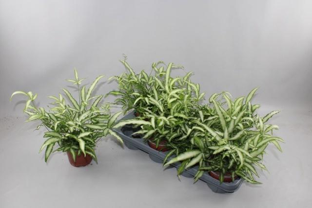 Горшечные цветы и растения оптом Pteris Albolineata от 8шт из Голландии с доставкой по России