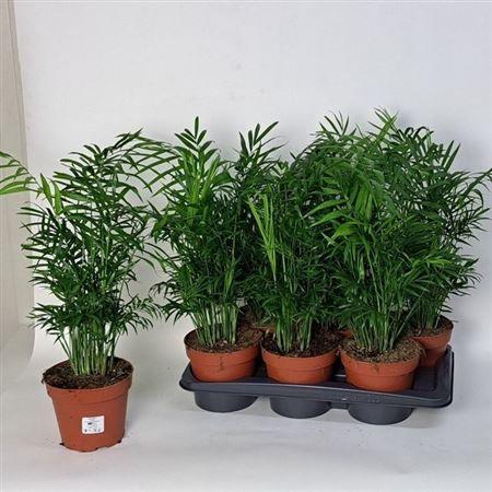 Горшечные цветы и растения оптом Chamaed Elegans 25pp от 6шт из Голландии с доставкой по России