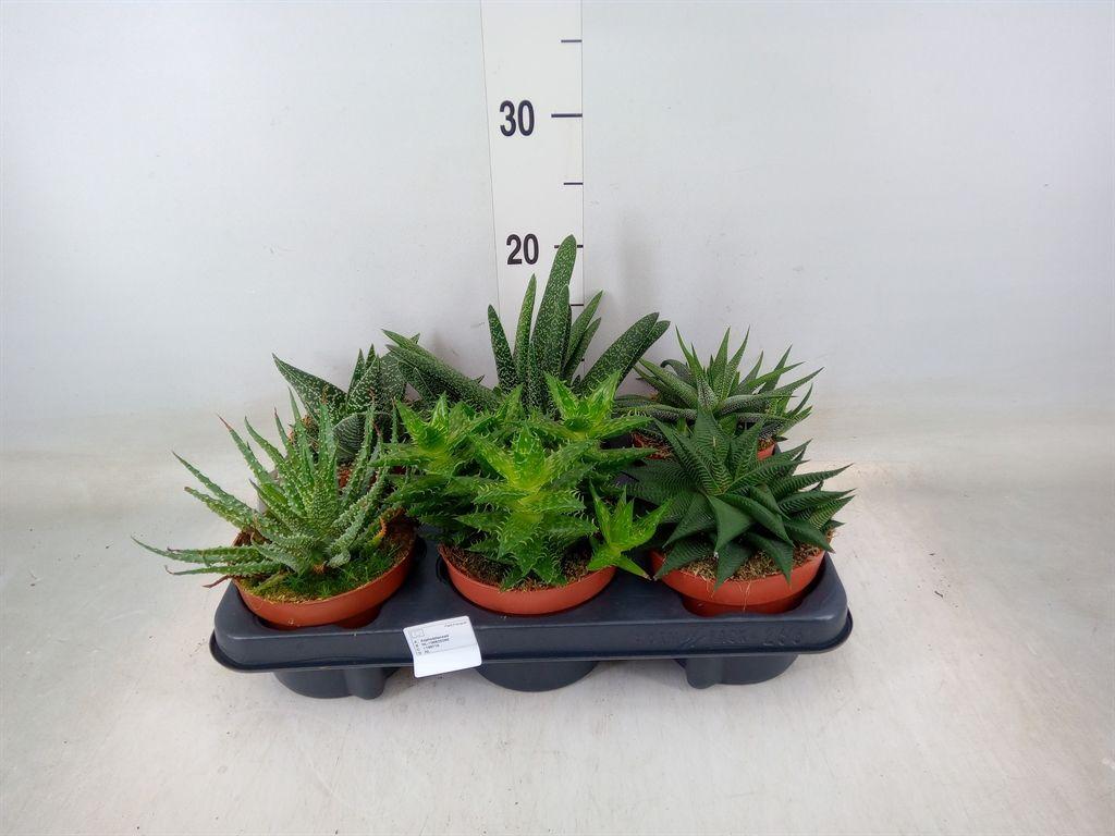 Горшечные цветы и растения оптом Aloe   ...mix от 6шт из Голландии с доставкой по России