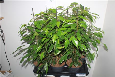 Горшечные цветы и растения оптом Fic Be Danita от 6шт из Голландии с доставкой по России