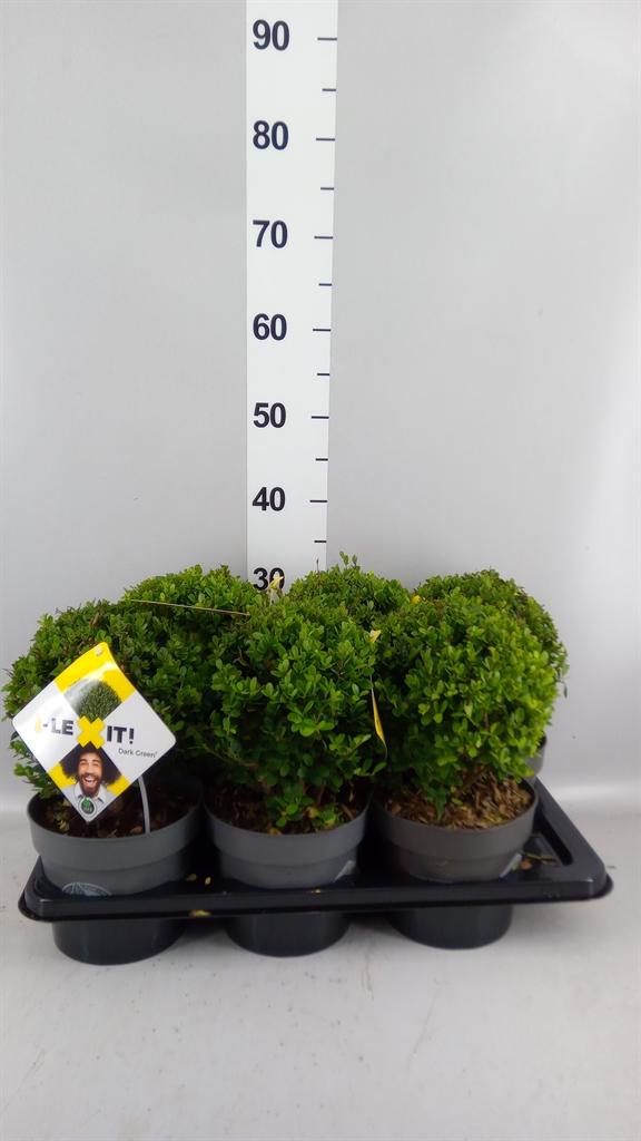 Горшечные цветы и растения оптом Ilex Crenata dark Green от 6шт из Голландии с доставкой по России