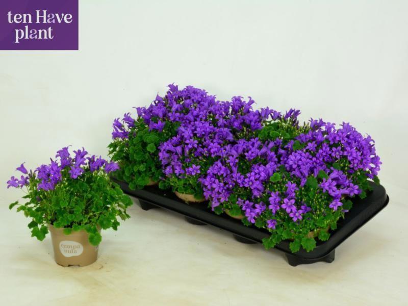 Горшечные цветы и растения оптом Camp Por Porto от 8шт (для телеги) из Голландии с доставкой по России