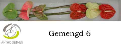 Срезанные цветы оптом Anthurium 4 colour mix in box от 6шт из Голландии с доставкой по России