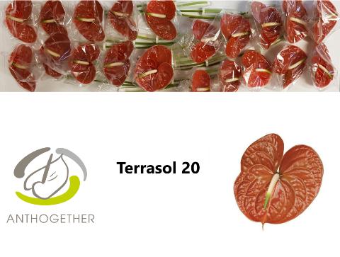 Срезанные цветы оптом Anthurium terrasol от 20шт из Голландии с доставкой по России