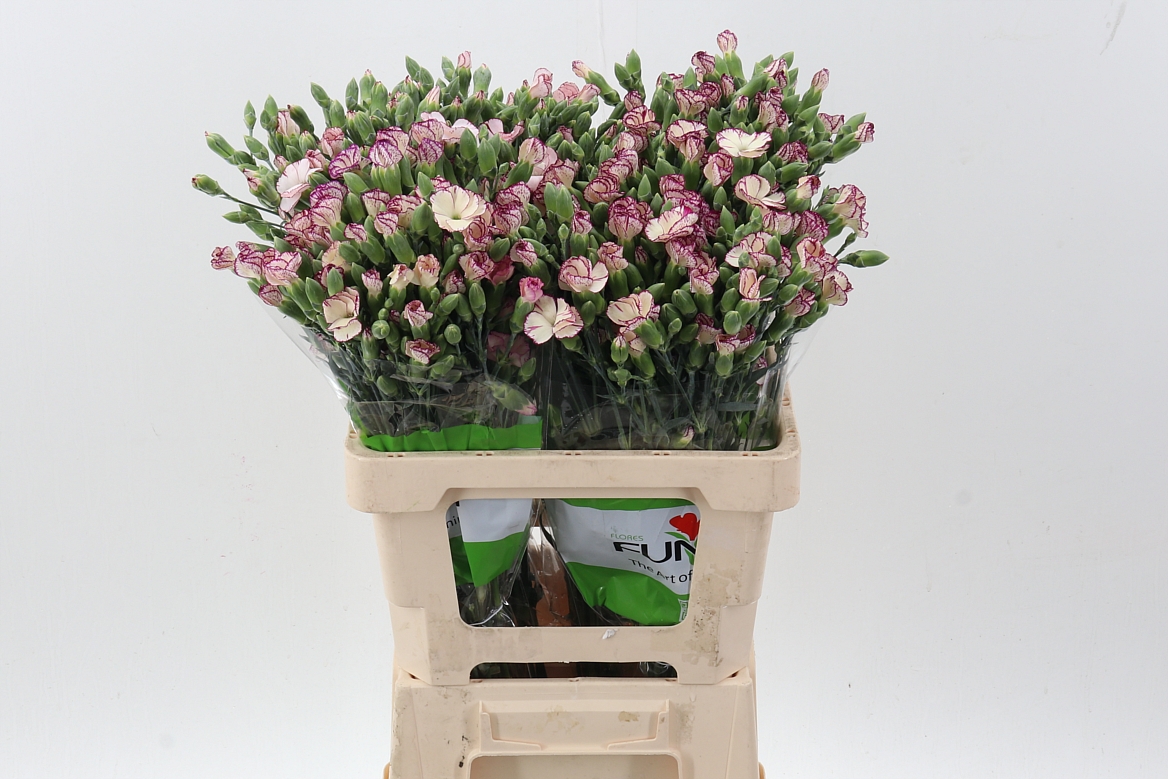 Срезанные цветы оптом Dianthus sp solomio tino от 100шт из Голландии с доставкой по России