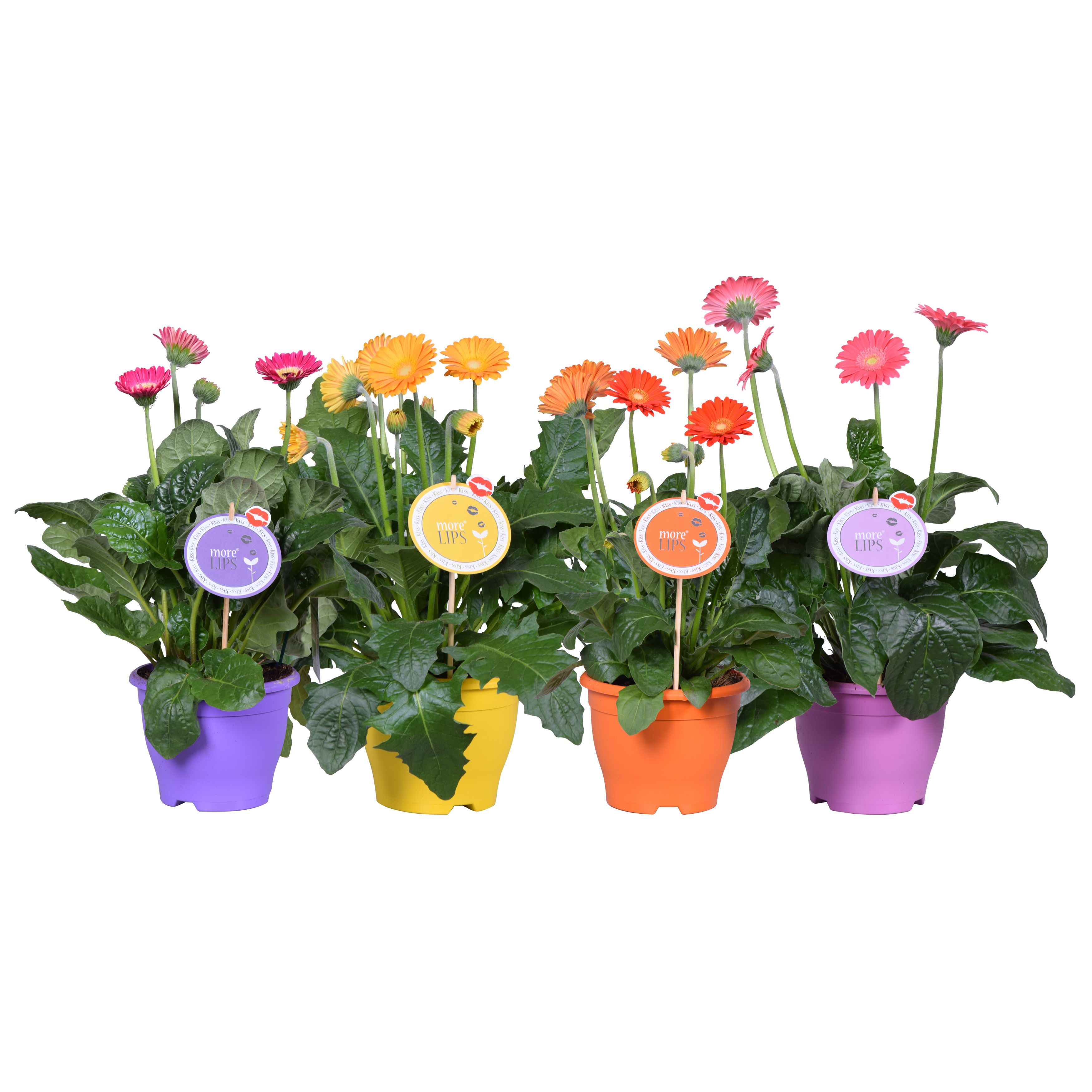 Горшечные цветы и растения оптом Morelips Gerbera Garvinea Gemengd 17cm 4+ Bl Gemen от 1шт (для телеги) из Голландии с доставкой по России