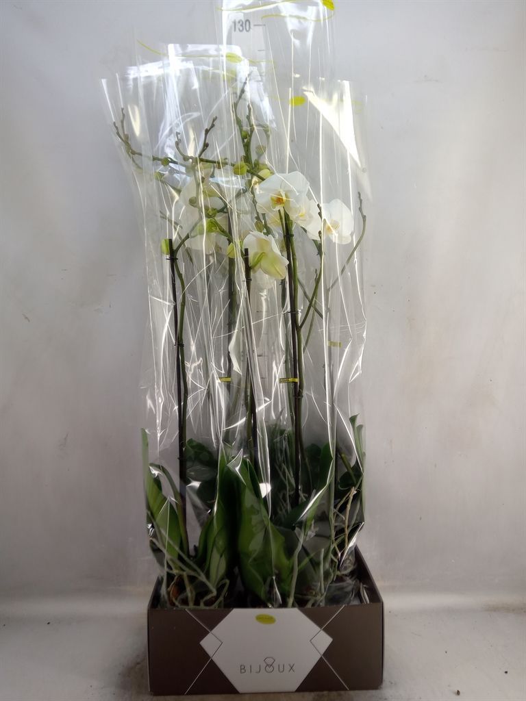 Горшечные цветы и растения оптом Phalaenopsis   ...white от 4шт из Голландии с доставкой по России