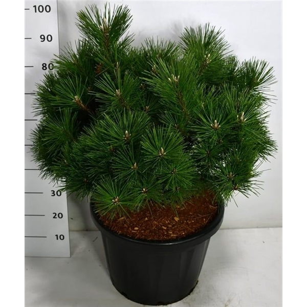 Горшечные цветы и растения оптом Pinus Thun Sayonara от 1шт из Голландии с доставкой по России