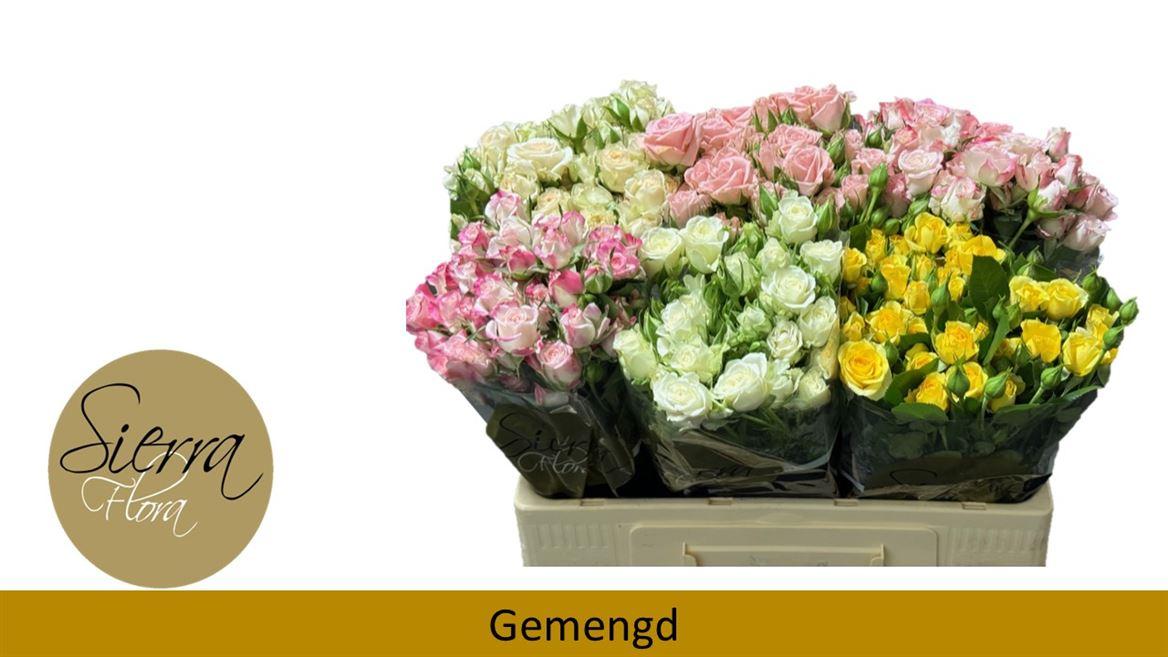 Срезанные цветы оптом Rosa spray mix in bucket от 40шт из Голландии с доставкой по России