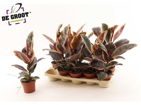 Горшечные цветы и растения оптом Ficus El Belize от 10шт из Голландии с доставкой по России