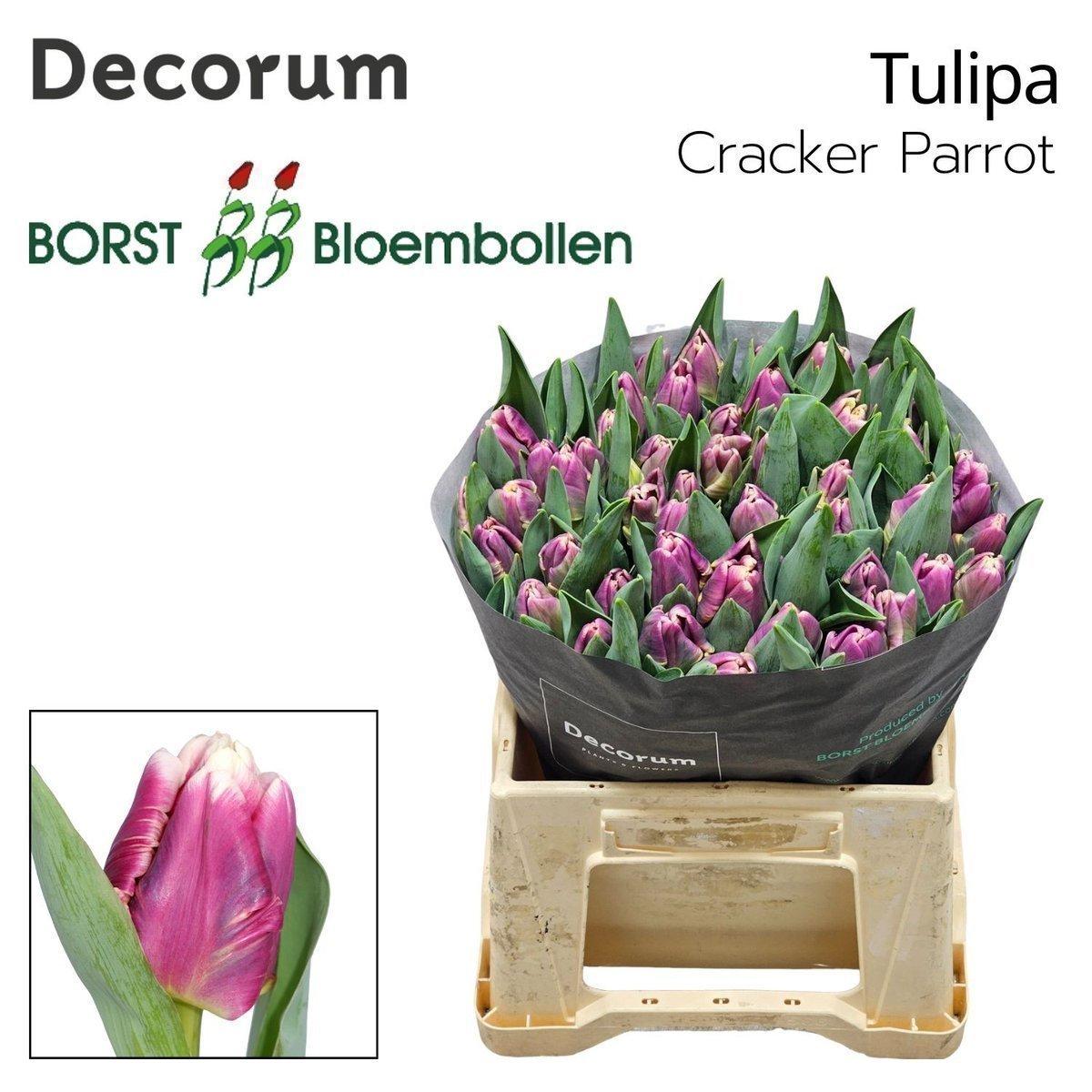 Срезанные цветы оптом Tulipa pa cracker parrot от 50шт из Голландии с доставкой по России