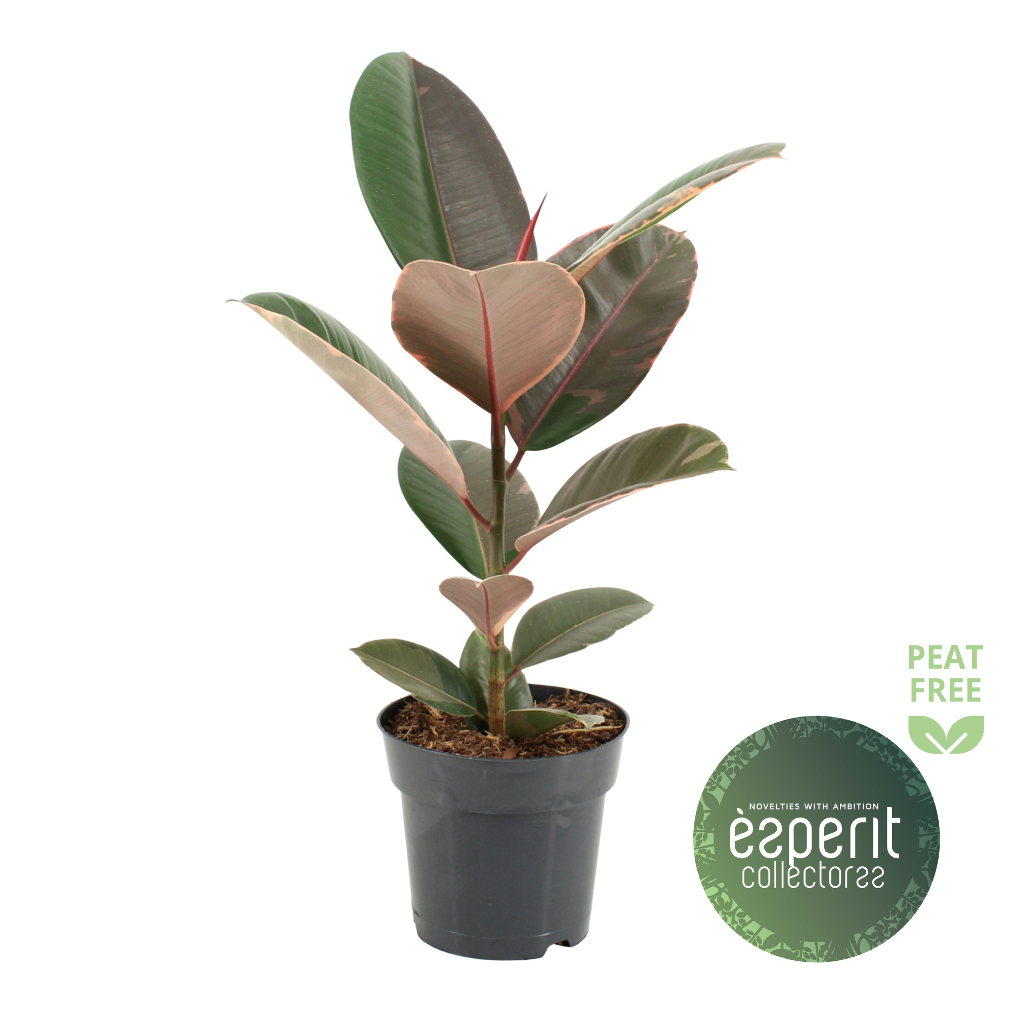 Горшечные цветы и растения оптом Ficus El Pink Camouflage от 6шт из Голландии с доставкой по России