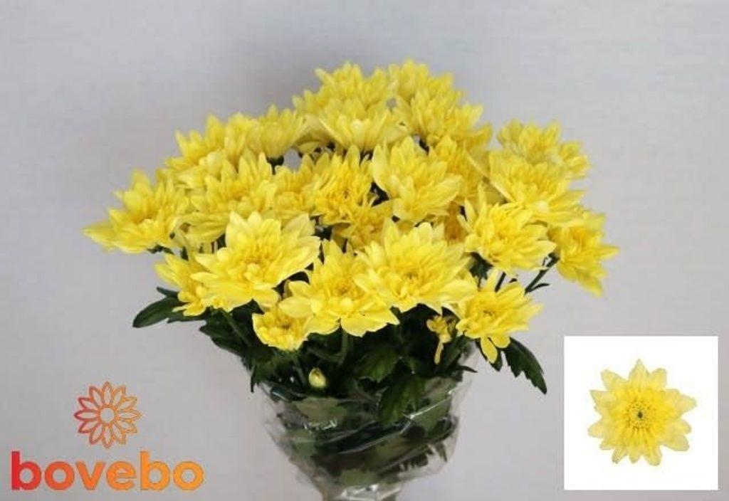 Срезанные цветы оптом Chrys sp baltica yellow от 80шт из Голландии с доставкой по России