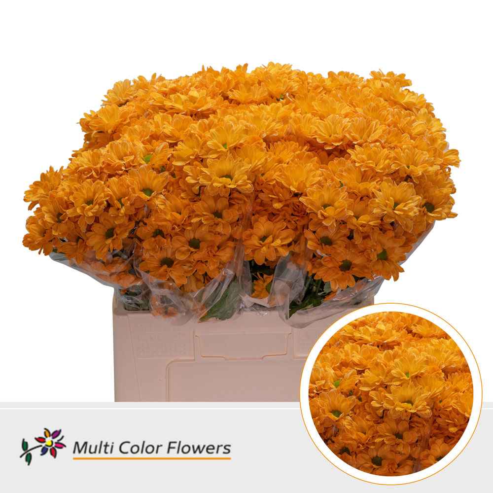 Срезанные цветы оптом Chrys sp paint kennedy orange от 40шт из Голландии с доставкой по России