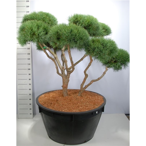 Горшечные цветы и растения оптом Pinus Sylv Watereri Pon Pon от 1шт из Голландии с доставкой по России