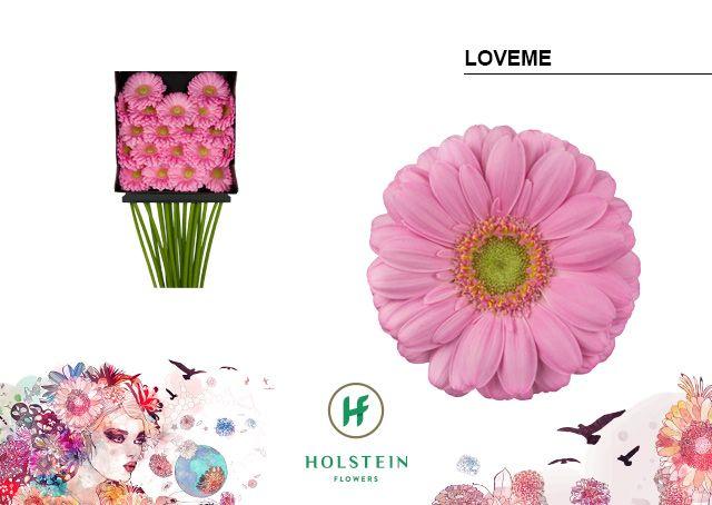Срезанные цветы оптом Germini diamond loveme от 20шт из Голландии с доставкой по России