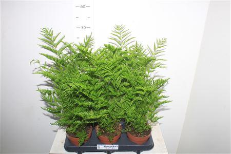 Горшечные цветы и растения оптом Pteris Straminea от 6шт из Голландии с доставкой по России