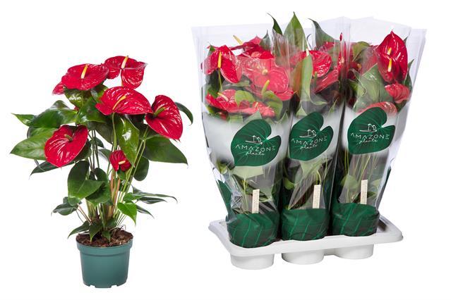 Горшечные цветы и растения оптом Anthu An Nevada от 6шт из Голландии с доставкой по России