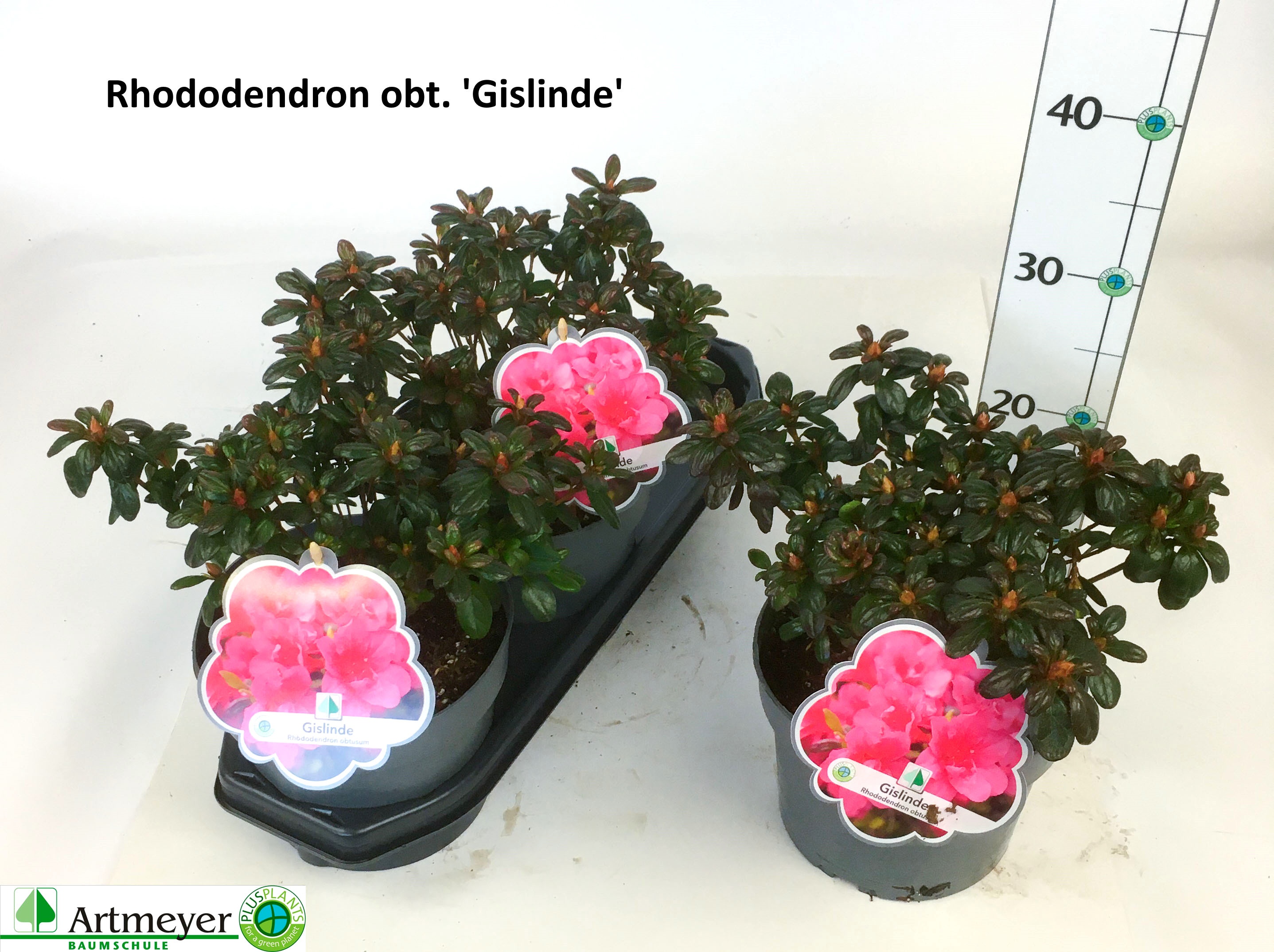 Горшечные цветы и растения оптом Rhod Ja Ov от 3шт из Голландии с доставкой по России