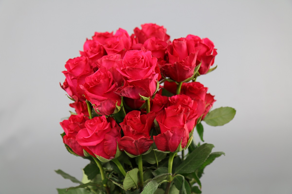 Срезанные цветы оптом Rosa ec hot explorer от 100шт из Голландии с доставкой по России