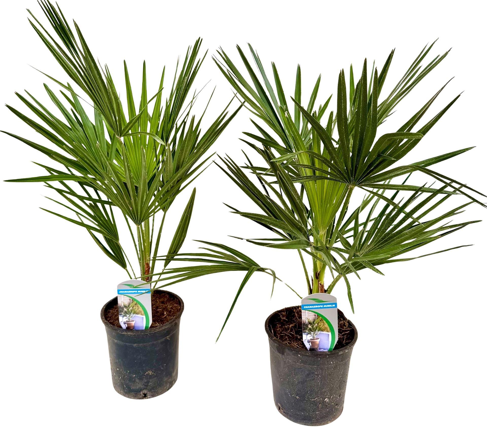 Горшечные цветы и растения оптом Chamaerops Humilis от 6шт из Голландии с доставкой по России