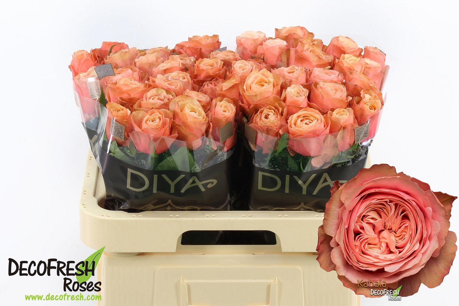 Срезанные цветы оптом Rosa large kahala от 50шт из Голландии с доставкой по России