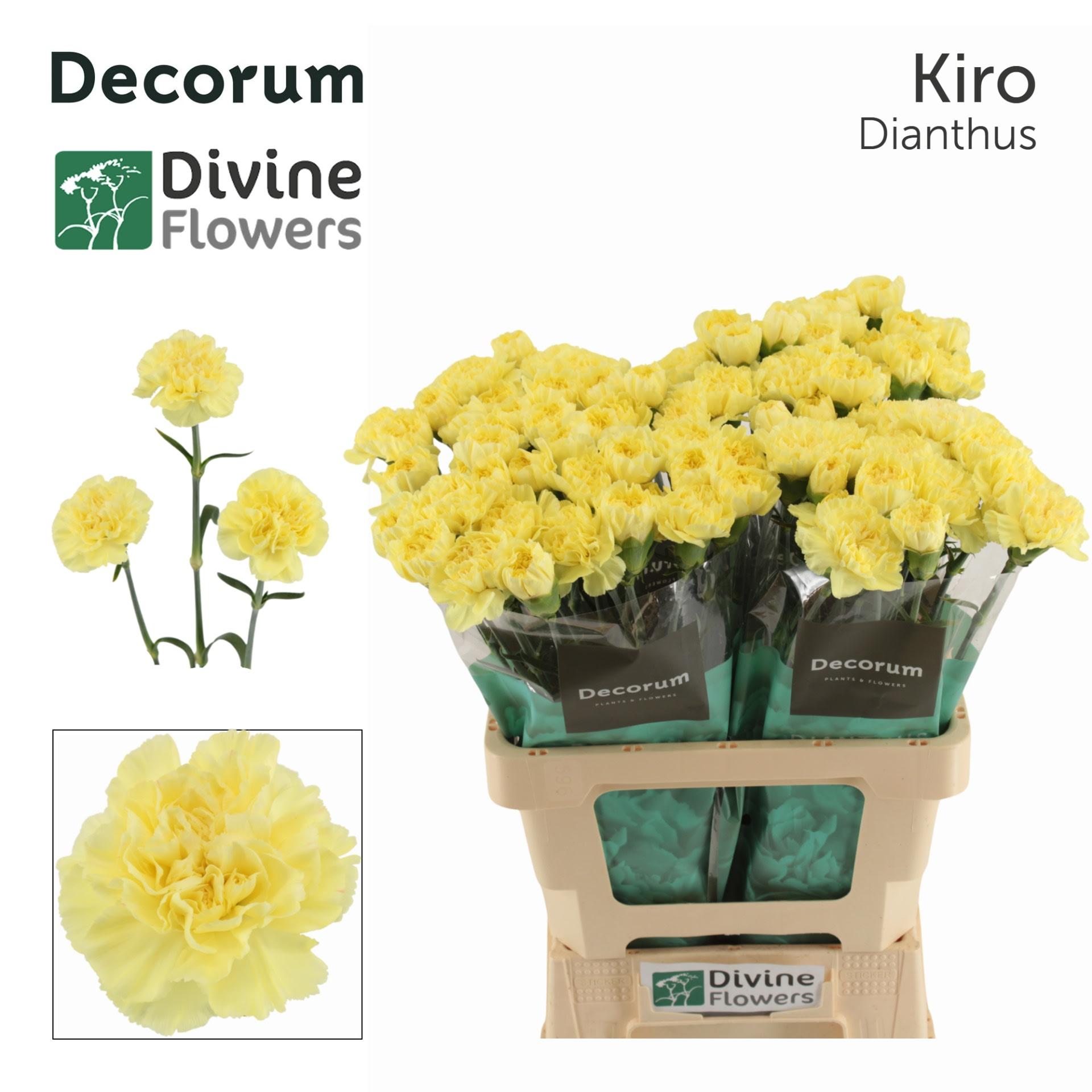 Срезанные цветы оптом Dianthus st kiro от 80шт из Голландии с доставкой по России
