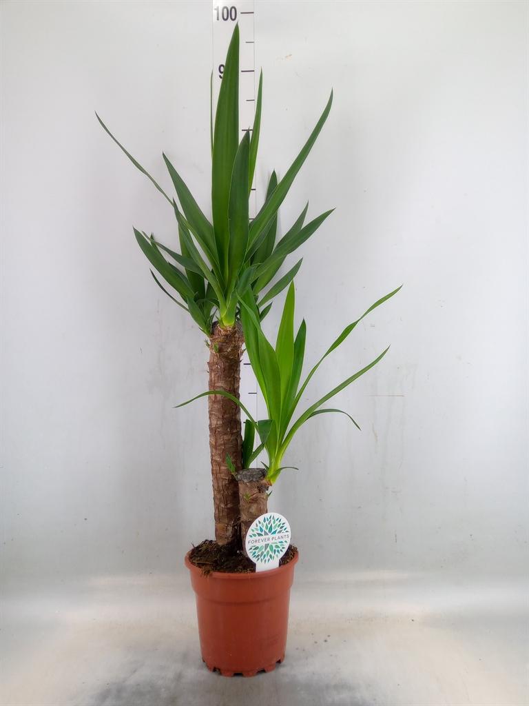 Горшечные цветы и растения оптом Yucca   ... от 6шт из Голландии с доставкой по России