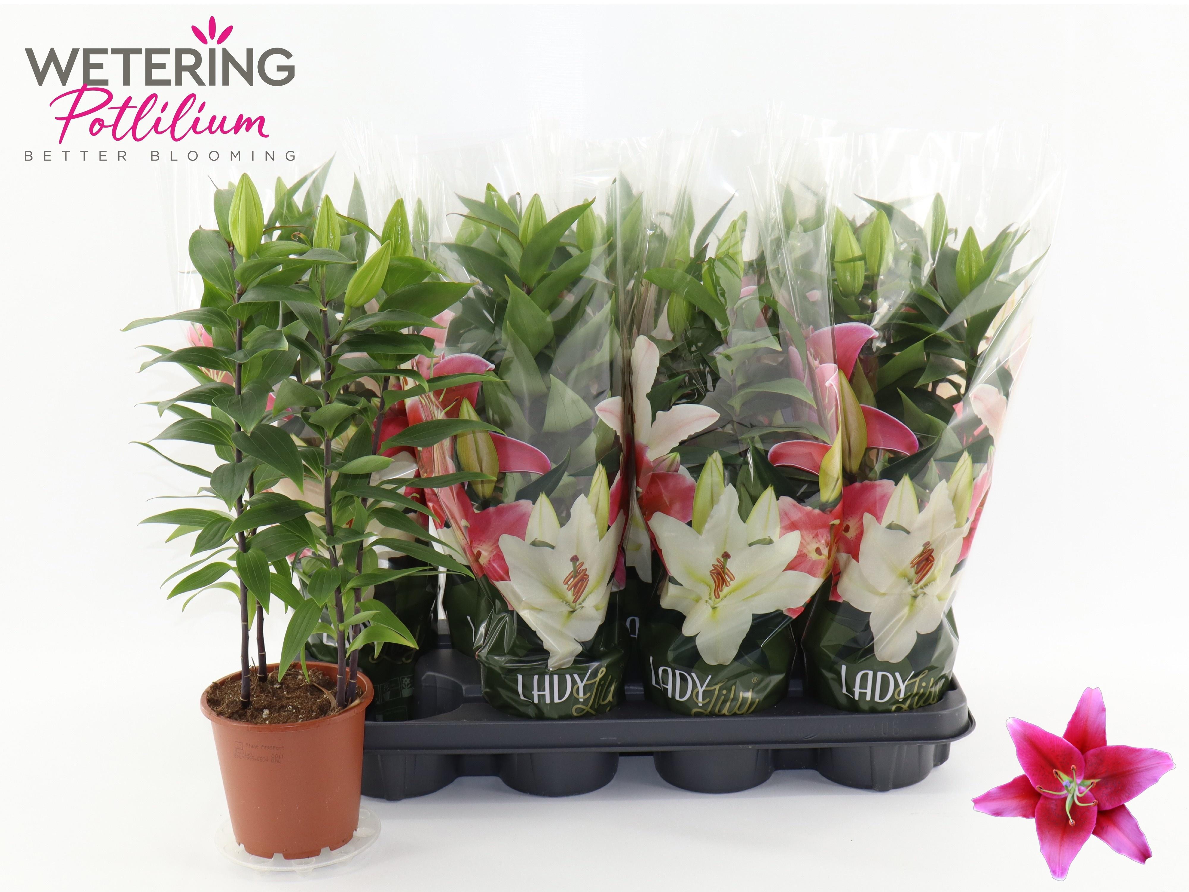 Горшечные цветы и растения оптом Lil Or Sunny Keys от 8шт из Голландии с доставкой по России