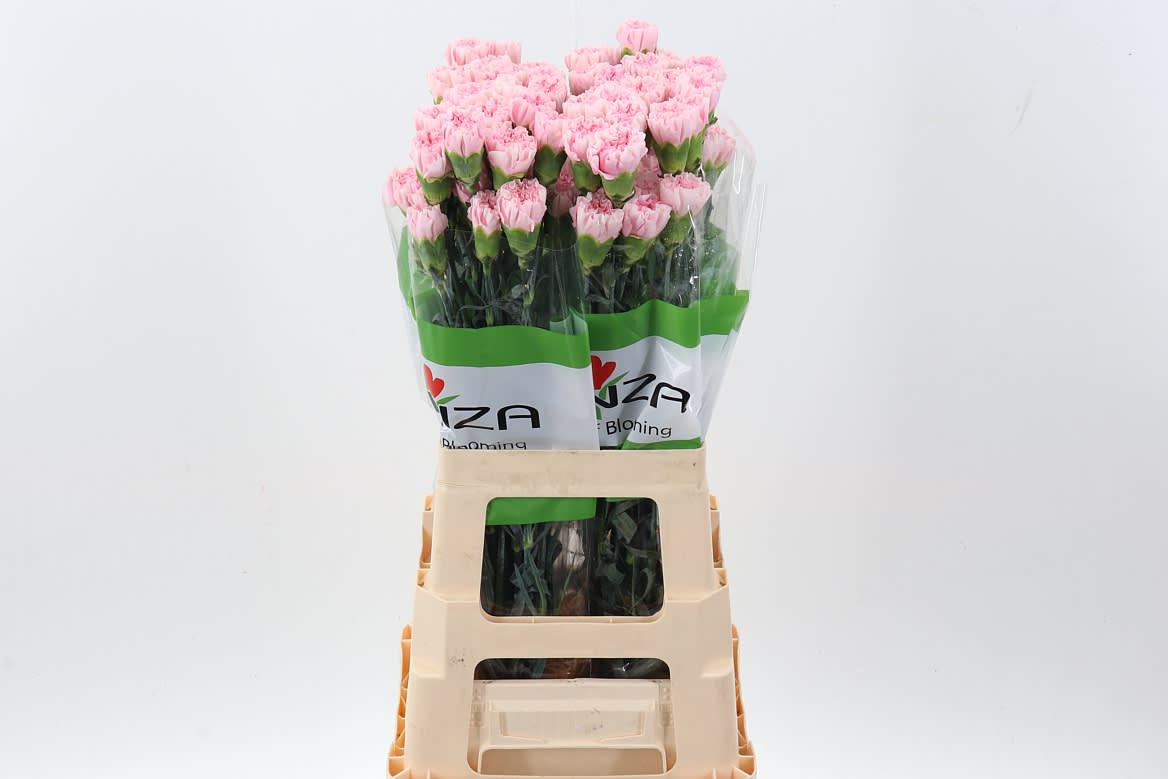 Срезанные цветы оптом Dianthus st essiana от 80шт. из Голландии с доставкой по России