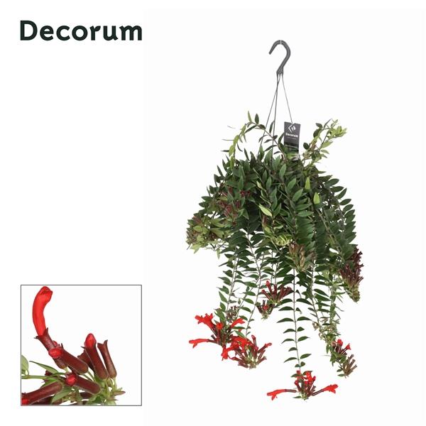 Горшечные цветы и растения оптом Aeschynanthus Caroline Hangpot (decorum) от 6шт из Голландии с доставкой по России