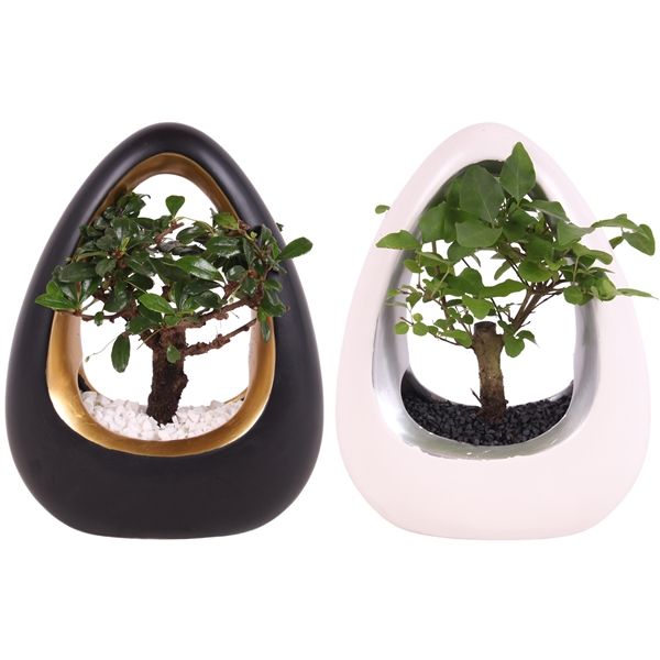 Горшечные цветы и растения оптом Bonsai Mix In Ikebana Ceramic Go от 8шт из Голландии с доставкой по России