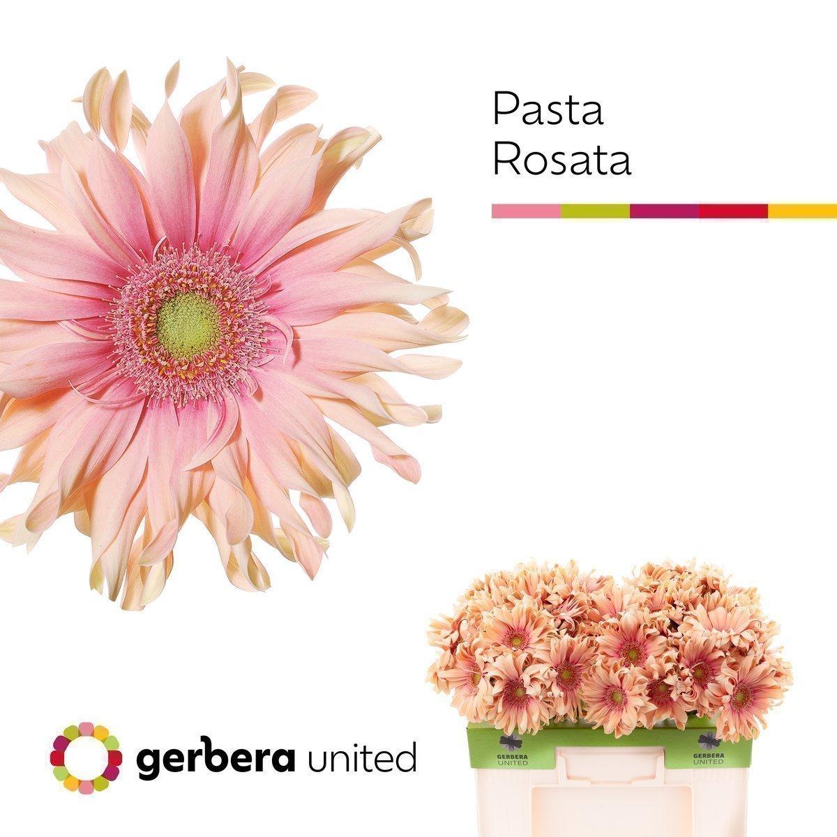 Срезанные цветы оптом Gerbera pasta rosata от 40шт. из Голландии с доставкой по России