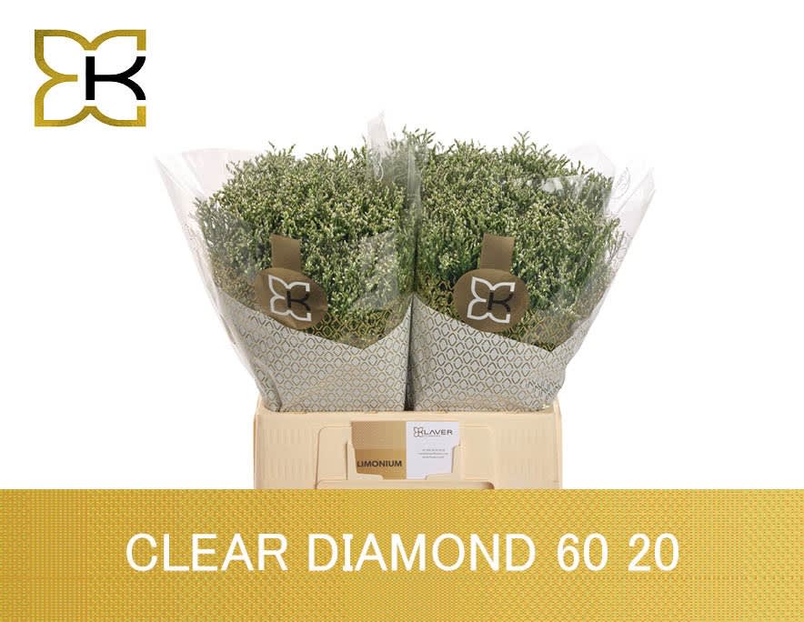 Срезанные цветы оптом Limonium clear diamond от 100шт. из Голландии с доставкой по России