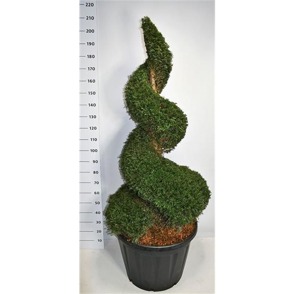 Горшечные цветы и растения оптом Taxus Baccata Spiral от 1шт из Голландии с доставкой по России