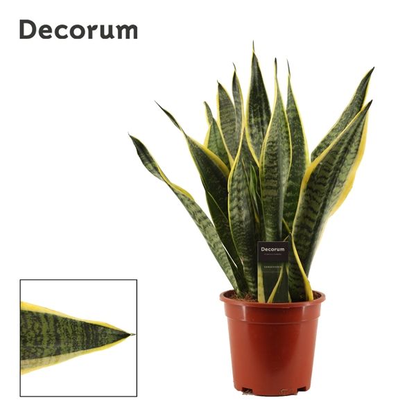 Горшечные цветы и растения оптом Sansevieria Superba (decorum) от 4шт из Голландии с доставкой по России