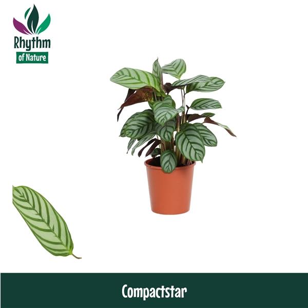 Горшечные цветы и растения оптом Calathea  Compactstar Rhythm Of Nature от 10шт из Голландии с доставкой по России