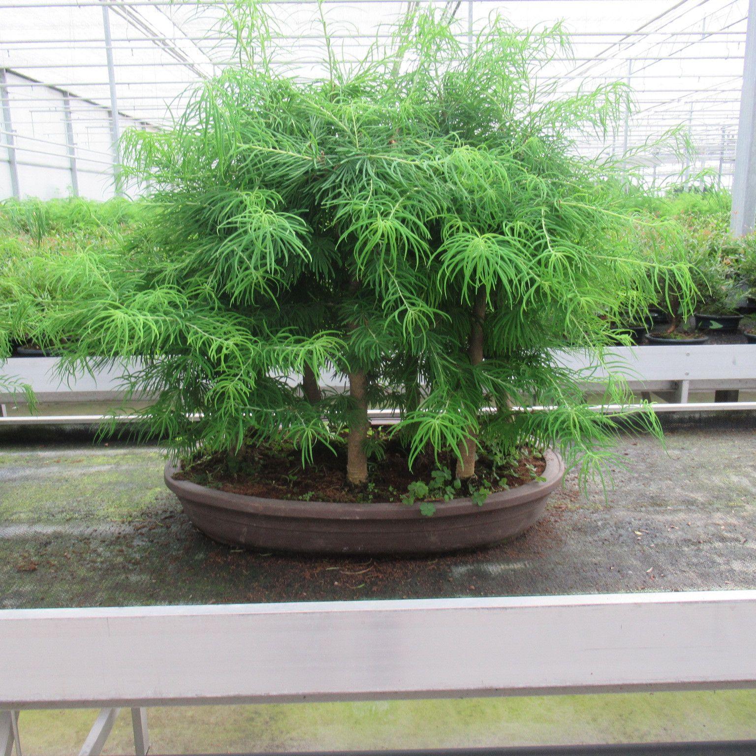 Горшечные цветы и растения оптом Bonsai Pseudolarix Group от 1шт из Голландии с доставкой по России