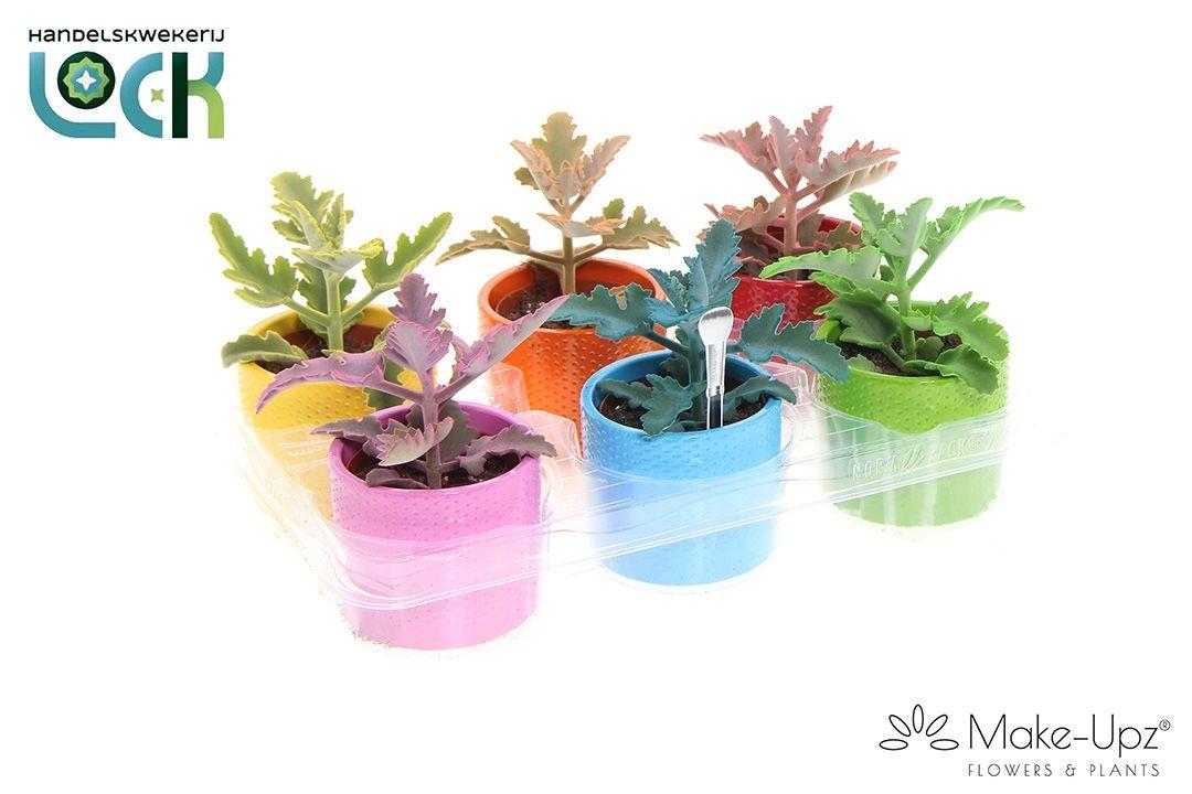 Горшечные цветы и растения оптом Kalanchoe Beharensis от 6шт (для телеги) из Голландии с доставкой по России