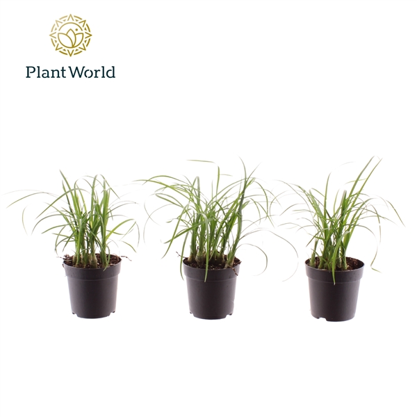 Горшечные цветы и растения оптом Nolina Bushy от 16шт (для телеги) из Голландии с доставкой по России Горшечные цветы и растения оптом Nolina Bushy от 16шт (для телеги) из Голландии с доставкой по России