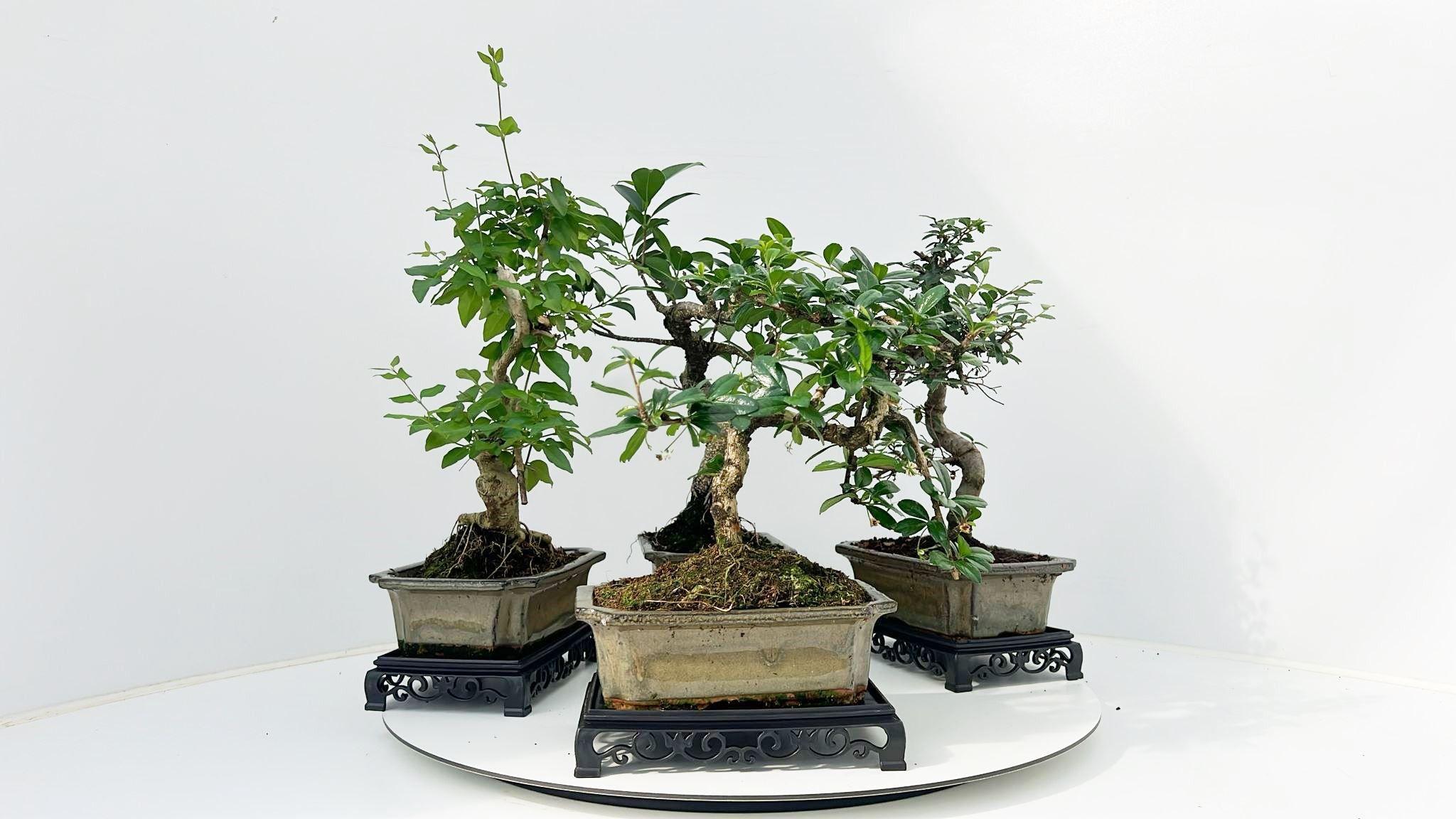 Горшечные цветы и растения оптом Bonsai Mix With Table от 6шт из Голландии с доставкой по России