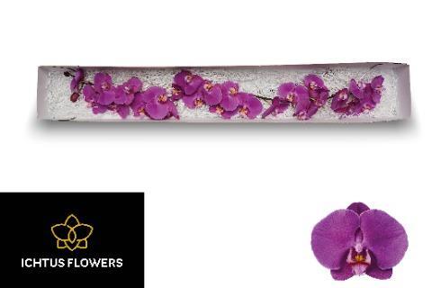 Срезанные цветы оптом Phalaenopsis buffalo (per flower) от 25шт из Голландии с доставкой по России