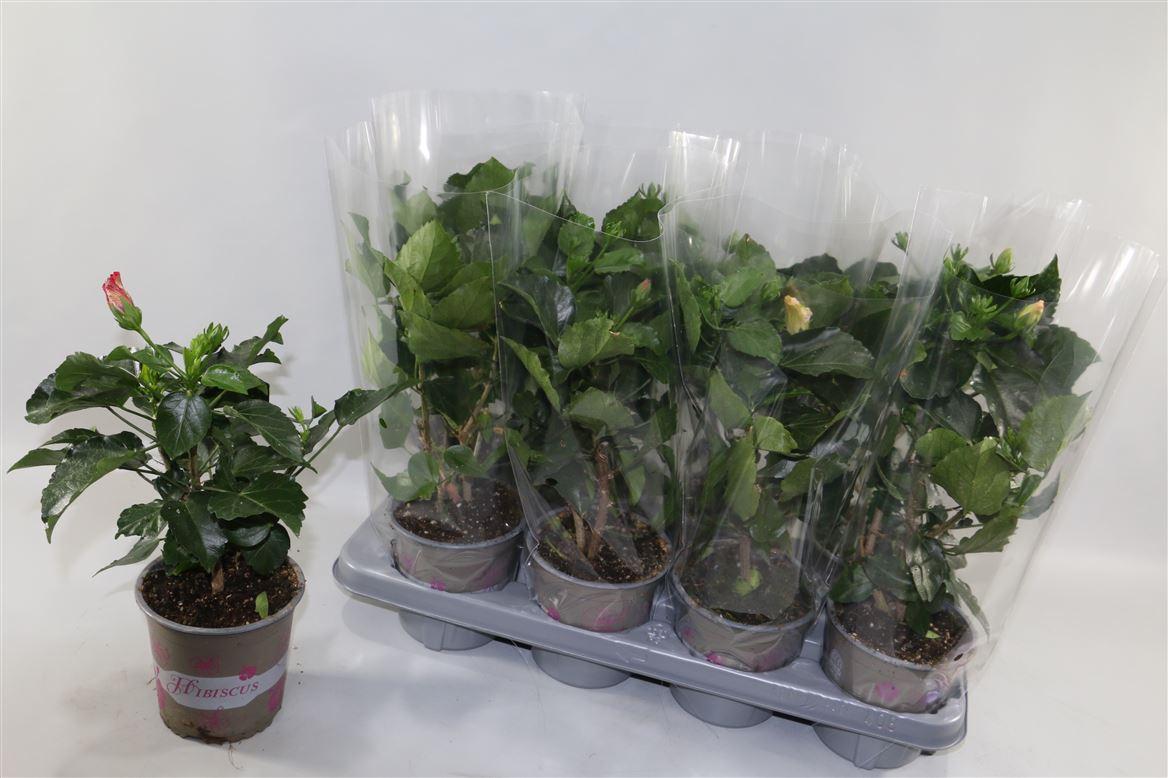 Горшечные цветы и растения оптом Hibiscus Mix 3+ In Sleeve от 8шт из Голландии с доставкой по России